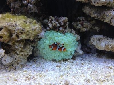 海缸硝化細菌需要溫度多少（硝化細菌對水族箱溫度的需求） 觀賞魚飼料 第3張