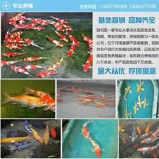 湖北地區(qū)適合養(yǎng)什么觀賞魚品種（湖北地區(qū)適合養(yǎng)什么魚）