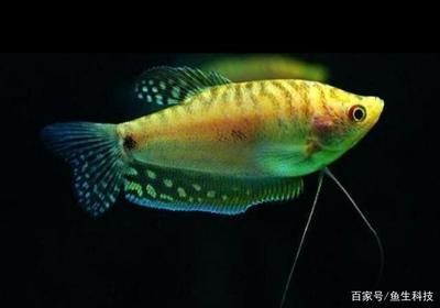 觀賞魚什么魚最好養(yǎng)不容易死（尋找最好養(yǎng)的觀賞魚時(shí)，我們可以參考一些常見的推薦列表） 白化巴西龜（白巴） 第4張