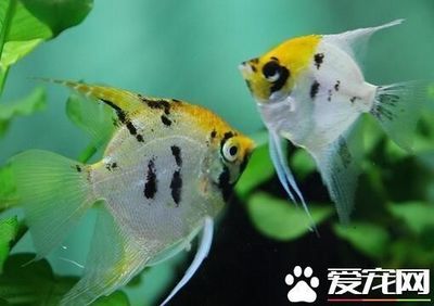 觀賞魚(yú)需要什么樣的水環(huán)境（觀賞魚(yú)養(yǎng)護(hù)指南） 紅眼黃化幽靈火箭魚(yú)|皇家火箭魚(yú) 第1張