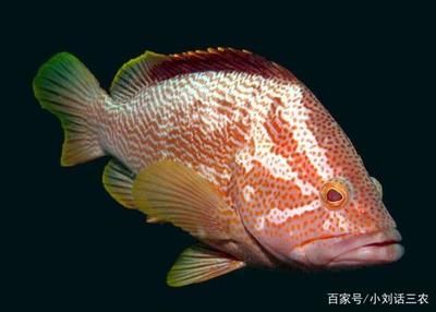 大型淡水觀賞魚哪種好養(yǎng)活（大型淡水觀賞魚的養(yǎng)殖技巧，選擇大型淡水觀賞魚的品種） 黃金眼鏡蛇雷龍魚 第4張