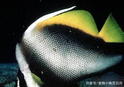 海南興豐觀賞魚養(yǎng)殖有限公司怎么樣（海南興豐觀賞魚養(yǎng)殖有限公司）