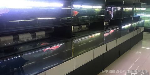 觀賞魚進(jìn)出口貿(mào)易公司（30篇觀賞魚進(jìn)出口貿(mào)易公司名單觀賞魚進(jìn)出口政策） PH調(diào)節(jié)劑 第4張