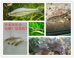 北方有什么原生觀賞魚（北方原生觀賞魚有哪些？）