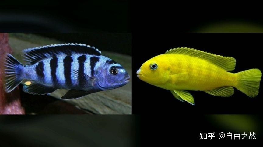 觀賞魚互動性差的原因是什么引起的（如何提高觀賞魚互動性）