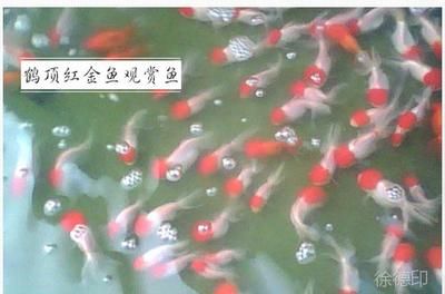 金龍魚德州總代理電話是多少?。P(guān)于金龍魚德州總代理的問(wèn)題） 水族問(wèn)答 第1張