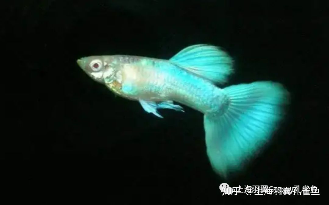 觀賞魚都浮在水面怎么回事（觀賞魚浮在水面可能是由多種因素引起的） 肺魚 第3張