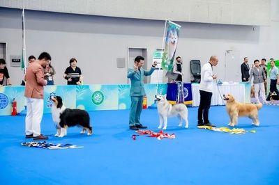 廣州寵物水族展會在哪里（關于廣州寵物水族展覽會的一些信息） 朱巴利魚苗 第3張