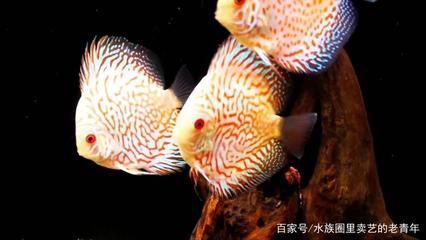 觀賞魚(yú)暴斃的原因（觀賞魚(yú)暴斃可能由多種因素導(dǎo)致觀賞魚(yú)死亡的重要因素） 魚(yú)缸/水族箱 第3張