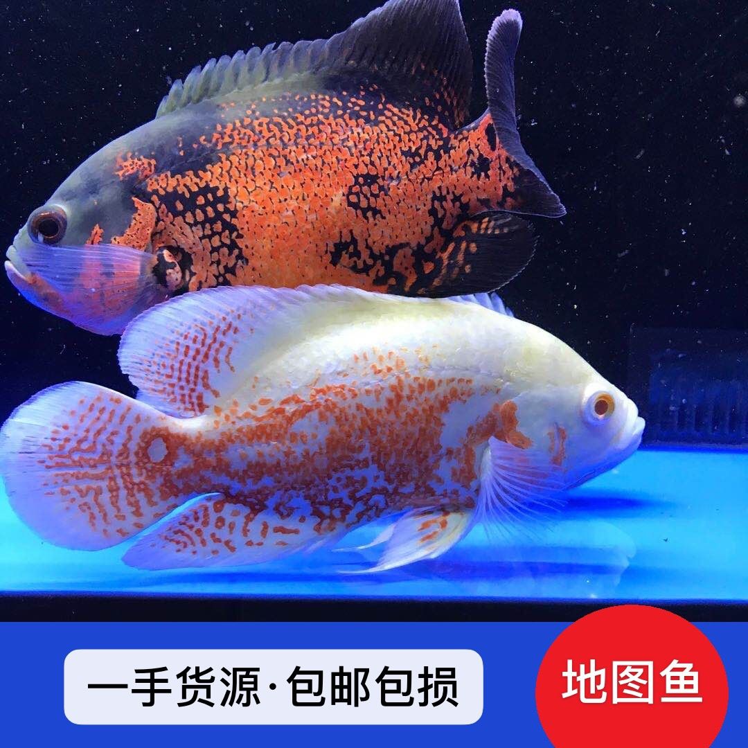 觀賞魚(yú)中大型魚(yú)（中大型觀賞魚(yú)） 大白鯊魚(yú) 第1張