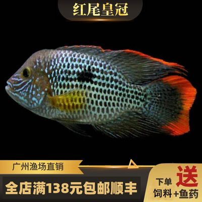 觀賞魚(yú)中大型魚(yú)（中大型觀賞魚(yú)） 大白鯊魚(yú) 第4張