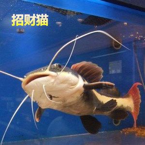 觀賞魚(yú)中大型魚(yú)（中大型觀賞魚(yú)） 大白鯊魚(yú) 第3張