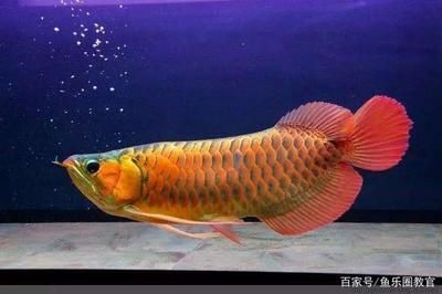 各種觀賞魚的壽命一樣嗎視頻（各種觀賞魚壽命概況） 觀賞魚企業(yè)目錄 第1張