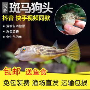 觀賞魚包裝視頻（觀賞魚包裝的科學(xué)原理） 全國觀賞魚市場 第3張