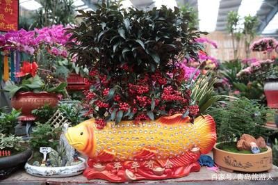 花草觀賞魚的寓意（觀賞魚寓意美好成新年“吉祥擔(dān)當”觀賞魚寓意吉祥嗎） 泰國斗魚 第1張