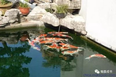 戶外觀賞魚池養(yǎng)什么魚好看（戶外觀賞魚池的養(yǎng)殖適合在戶外觀賞魚池中養(yǎng)殖的品種） 粗線銀版魚苗 第2張