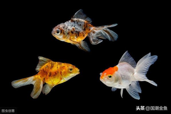 觀賞魚白金魚哪個(gè)好養(yǎng)一點(diǎn)（白云金絲魚養(yǎng)殖秘籍）