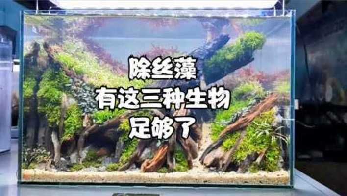 除藻蝦排名（如何選擇適合自己的除藻蝦） 黑水素 第2張