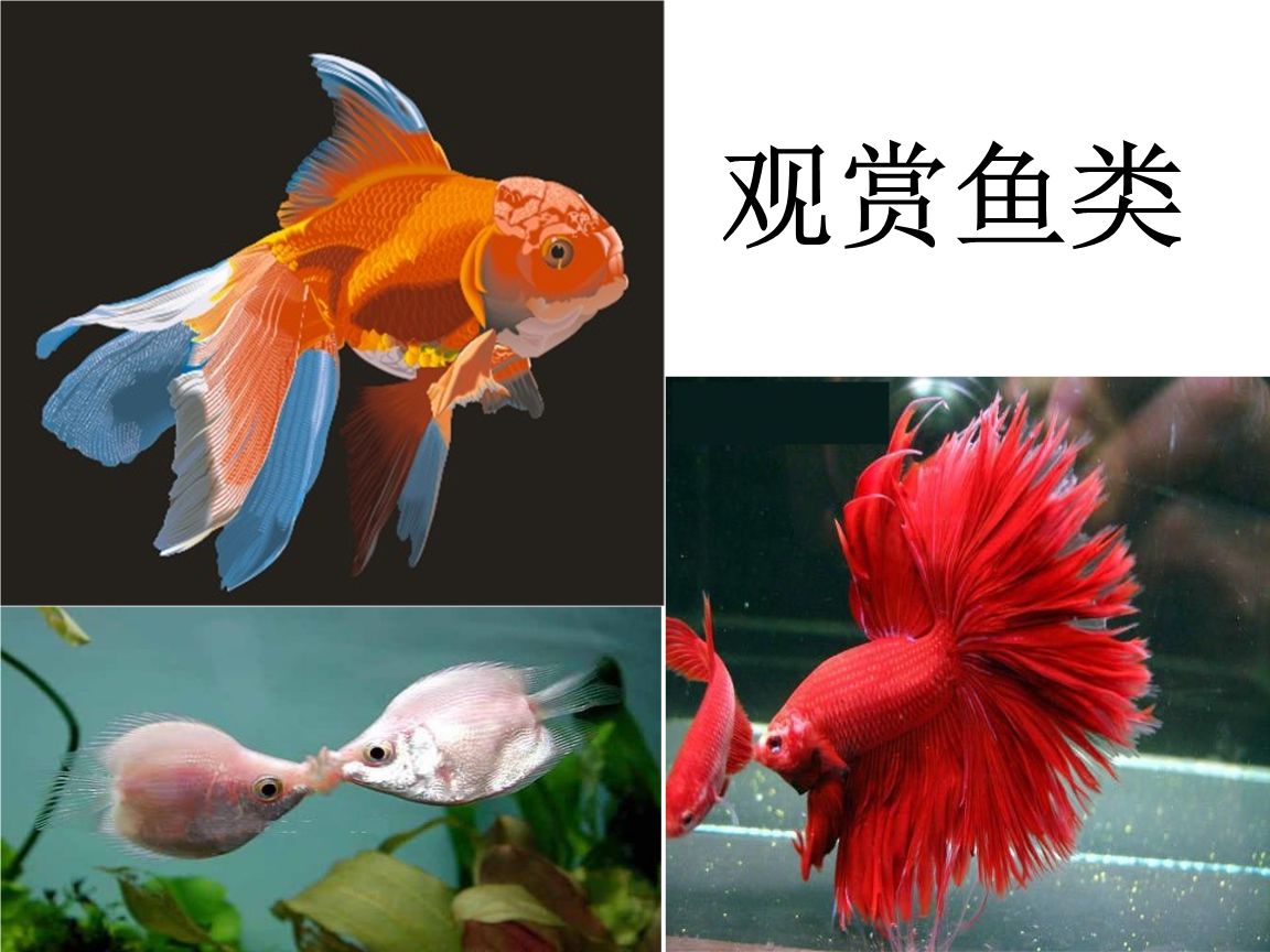 比較冷門的觀賞魚類（冷門觀賞魚品種推薦的幾種冷門觀賞魚品種和入手難度較高） 蝴蝶鯉 第3張