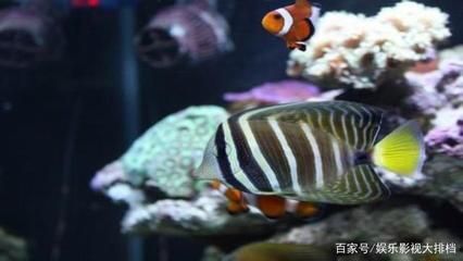 海水觀賞魚溫度多少合適（海水觀賞魚的水溫應(yīng)控制在24℃至27℃之間[需手動(dòng)填充]至27℃之間） 觀賞魚飼料 第1張