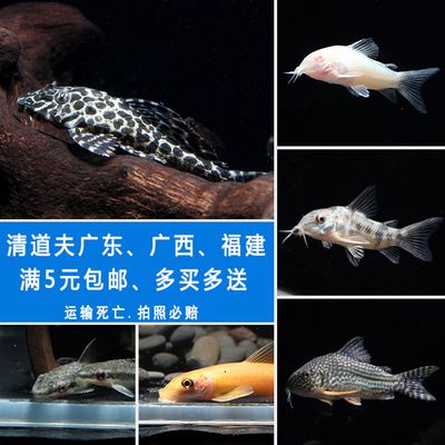 廣東觀(guān)賞魚(yú)運(yùn)輸（觀(guān)賞魚(yú)市場(chǎng)的消費(fèi)者行為分析消費(fèi)者行為分析消費(fèi)者行為） 白子關(guān)刀魚(yú) 第1張