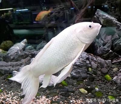 白色的大型觀賞魚叫什么魚（白色大型觀賞魚種類繁多以下是一些常見的品種：銀龍魚） 黃吉金龍（白子金龍魚） 第4張