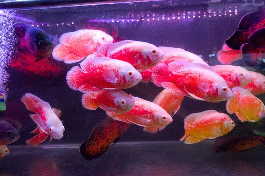 觀賞魚售賣平臺有哪些品牌（觀賞魚養(yǎng)護秘籍） 成吉思汗鯊（球鯊）魚 第3張