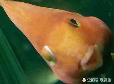 觀賞魚突眼癥用什么藥（治療突眼癥的藥物和方法） 野彩魚 第1張