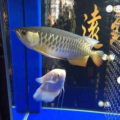 廣州觀賞魚展覽中心官網(wǎng)（關(guān)于廣州觀賞魚展覽中心的一些信息） 魚缸水質(zhì)穩(wěn)定劑 第4張