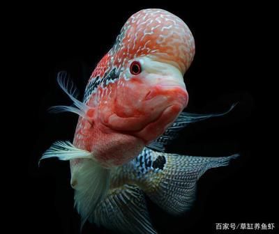 花羅漢魚（關(guān)于花羅漢魚的一些詳細(xì)信息）