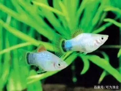 觀賞魚(yú)好看又好養(yǎng)壽命長(zhǎng)（熱帶觀賞魚(yú)的飼養(yǎng)方式） 帝王血鉆 第3張