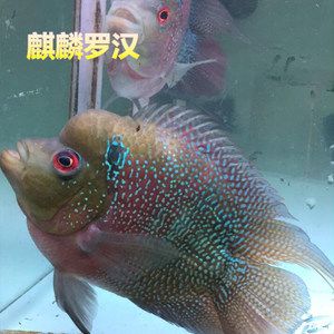 紅鸚鵡魚多少錢（紅鸚鵡魚價(jià)格波動(dòng)） 野生埃及神仙魚 第3張