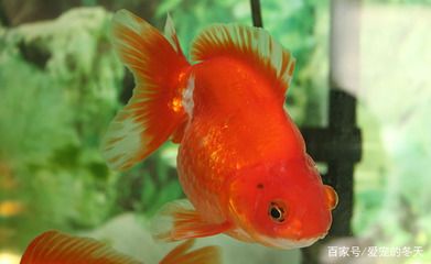 紅色的小觀賞魚叫什么（紅色小觀賞魚的種類） 飛鳳魚 第2張