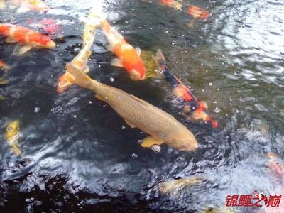 觀賞魚(yú)喂什么增色最快（觀賞魚(yú)增色飼料的科學(xué)配方） 月光鴨嘴魚(yú)苗 第4張