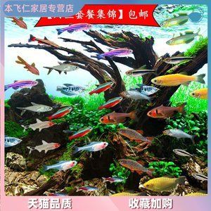 草缸冷水觀賞魚（草缸的冷水觀賞魚需要考慮到水溫、觀賞性、對水草的影響） 銀古魚苗 第1張