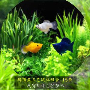 草缸冷水觀賞魚（草缸的冷水觀賞魚需要考慮到水溫、觀賞性、對水草的影響） 銀古魚苗 第4張