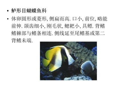 蝴蝶魚觀賞魚怎么養(yǎng)（蝴蝶魚的飼養(yǎng)技巧）