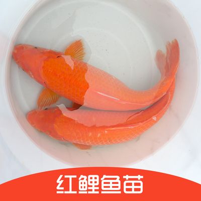 紅白錦鯉魚價(jià)格（紅白錦鯉的價(jià)格與養(yǎng)殖秘籍） 斑馬鴨嘴魚苗 第1張