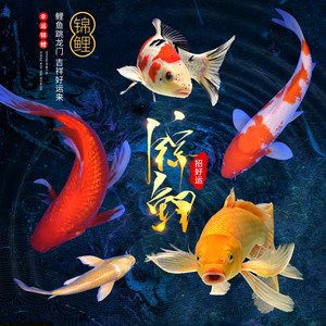 紅白錦鯉魚價(jià)格（紅白錦鯉的價(jià)格與養(yǎng)殖秘籍） 斑馬鴨嘴魚苗 第3張