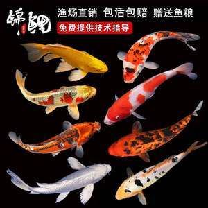 紅白錦鯉魚價(jià)格（紅白錦鯉的價(jià)格與養(yǎng)殖秘籍） 斑馬鴨嘴魚苗 第2張