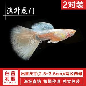 淡水魚苗（淡水魚苗的養(yǎng)殖技術(shù)） 博特水族 第1張