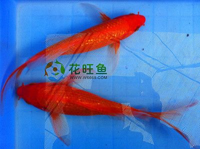 觀賞魚錦鯉價(jià)格（錦鯉價(jià)格一般多少錢一斤） 奈及利亞紅圓點(diǎn)狗頭 第1張