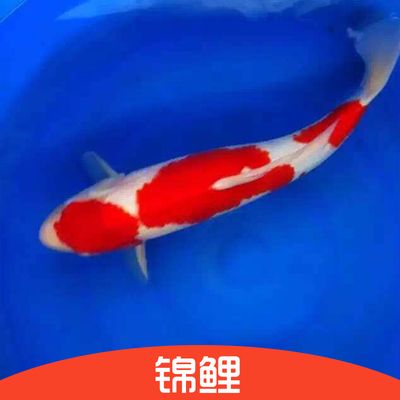 觀賞魚錦鯉價(jià)格（錦鯉價(jià)格一般多少錢一斤） 奈及利亞紅圓點(diǎn)狗頭 第3張