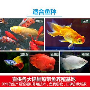 觀賞魚錦鯉價(jià)格（錦鯉價(jià)格一般多少錢一斤） 奈及利亞紅圓點(diǎn)狗頭 第4張