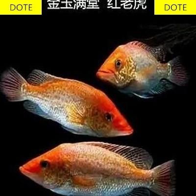 淡水老虎魚叫什么魚（什么是淡水老虎魚） 大嘴鯨魚 第3張