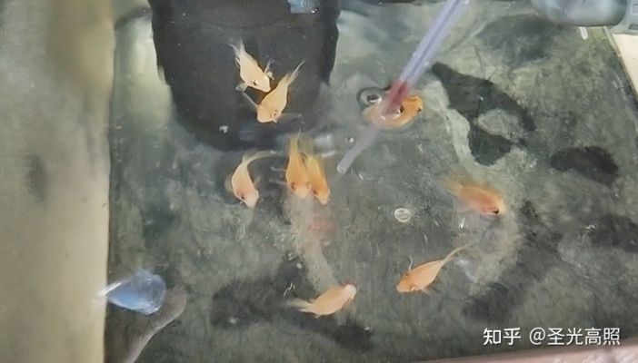 觀賞魚(yú)能不能吃面包屑（觀賞魚(yú)可以暫時(shí)食用面包屑嗎） 飛鳳魚(yú) 第4張