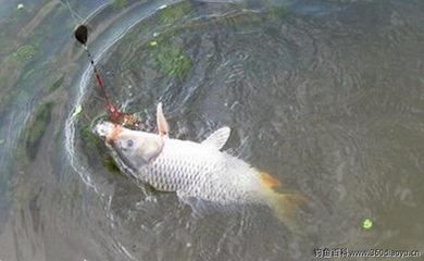 釣鯉魚(yú)最好的小藥（夏季釣鯉魚(yú)小藥的使用方法） 粗線銀版魚(yú)苗 第4張