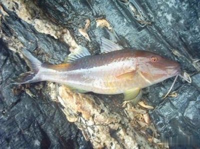 北方有什么原生觀賞魚類（北方地區(qū)常見原生觀賞魚種類） 祥龍水族護理水 第4張