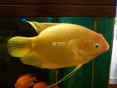 觀賞魚養(yǎng)幾條最好（養(yǎng)1、4、6、9條觀賞魚是最好的選擇但需要注意的是） 奈及利亞紅圓點狗頭 第1張