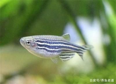 觀賞魚養(yǎng)幾條最好（養(yǎng)1、4、6、9條觀賞魚是最好的選擇但需要注意的是） 奈及利亞紅圓點狗頭 第3張